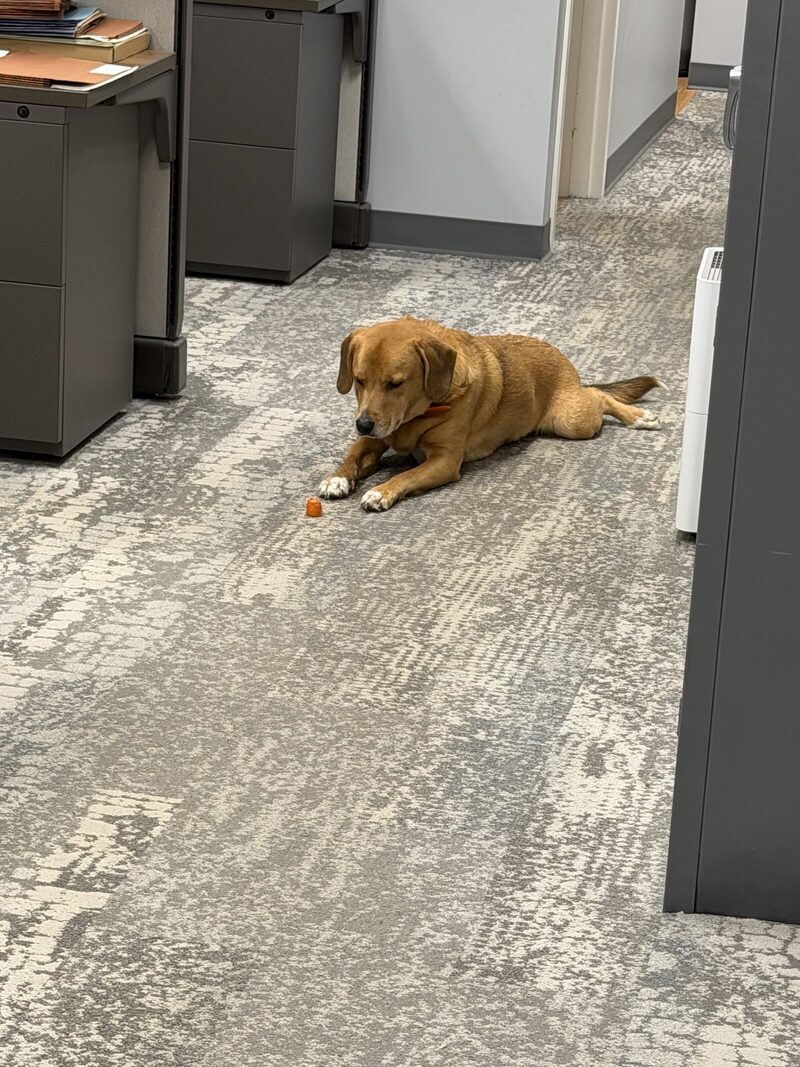 Cooper, Exhibit D: Mid-deposition recess, exhibit chew toy.